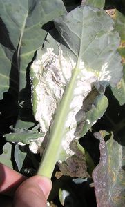 uploads/images/disease/White mould  of cauliflower.jpg